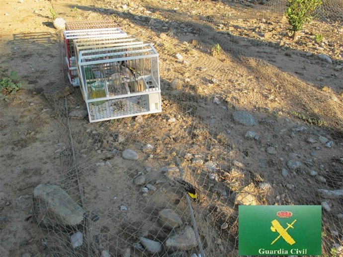 Jilgueros capturados por la Guardia Civil