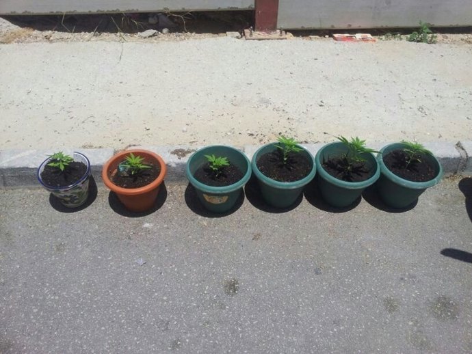 Plantas de marihuana, Mijas