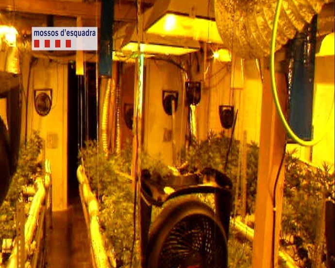 Plantación de marihuana en una nave de Sabadell