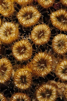 Cladócora caespitosa