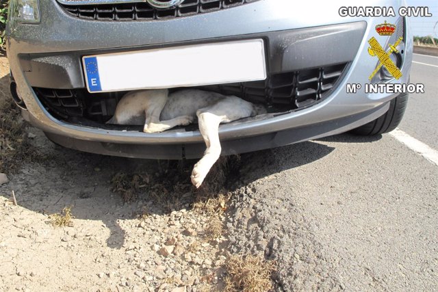 Perro atrapado en el paragolpes de un coche