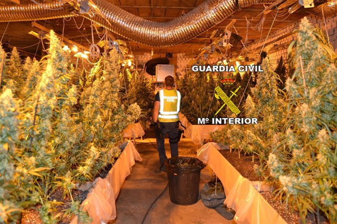 Plantación marihuana