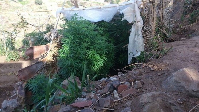 Plantas de marihuana