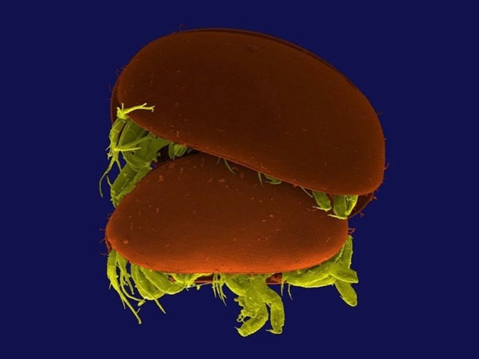 Imagen al microscopio de la cópula de una pareja de ostrácodos Ankylocythere