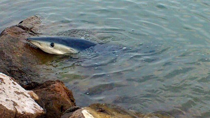 Tiburón fallecido en Port Saplaya