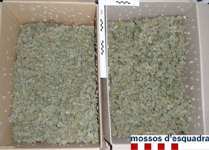 Marihuana incautada