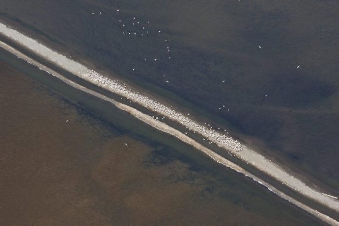 Flamencos de Terres de l'Ebre