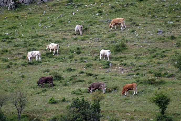 Paisaja de la Sierra Cebollera