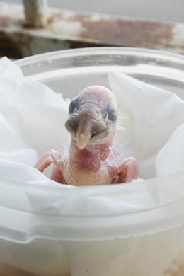 Cría de guacamayo nacida en Terra Natura