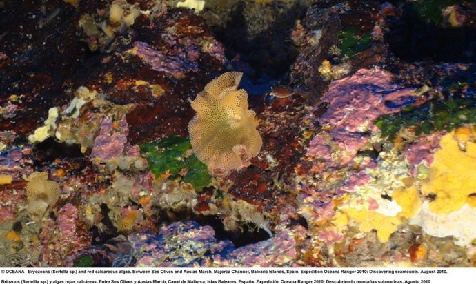 Montañas Submarinas De Baleares