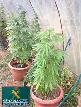 Plantas intervenidas en Lleida por la Guardia Civil