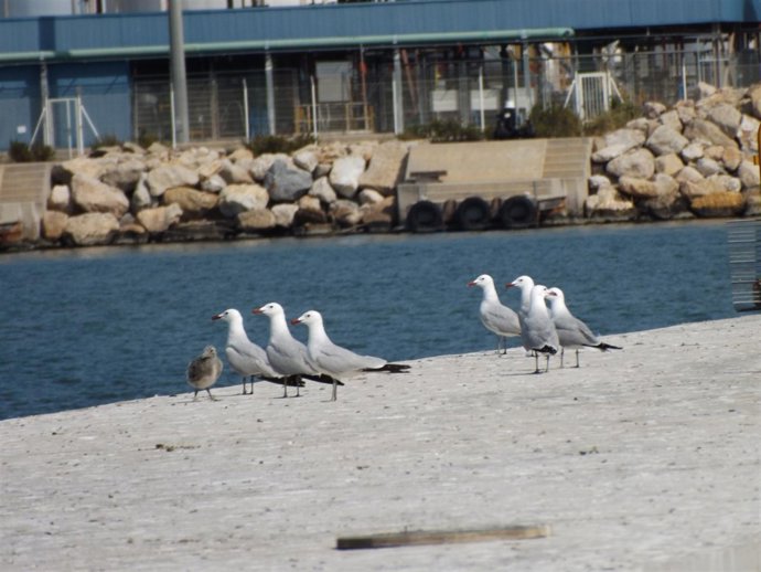 Gaviota corsa en el Puerto de Tarragona