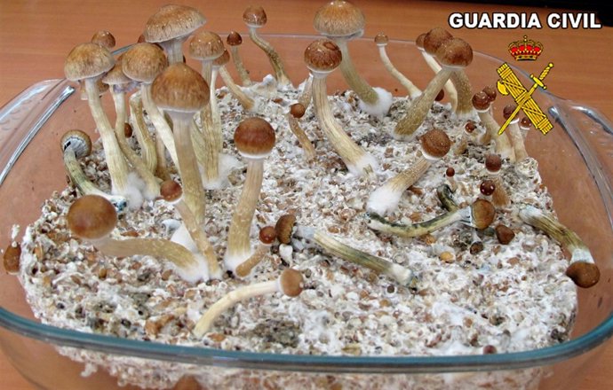 Hongos alucinógenos incautados a tres jóvenes por la Guardia Civil.