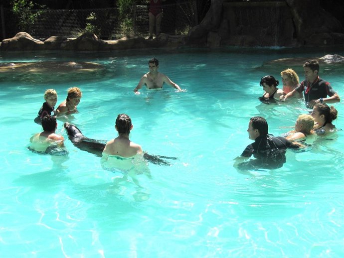 Terapia con leones marinos para personas con discapacidad