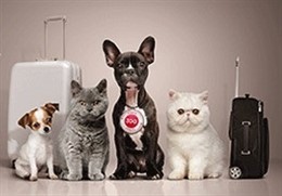 Virgin Australia premia a las mascotas