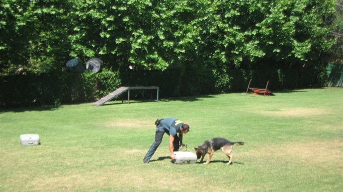 Perros policías de la Guardia Civil trabajando