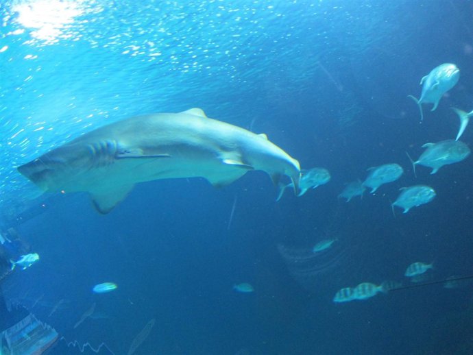 Uno de los tiburones de L'Oceanogràfic