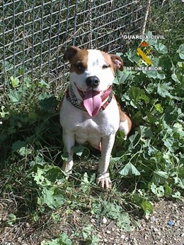 Imagen de uno de los perros robados