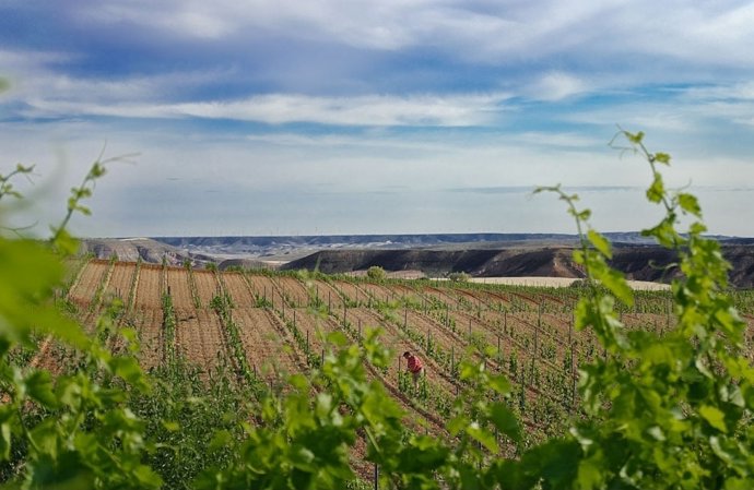 La DPZ y el CITA promocionan la internacionalización de los vinos con DO.