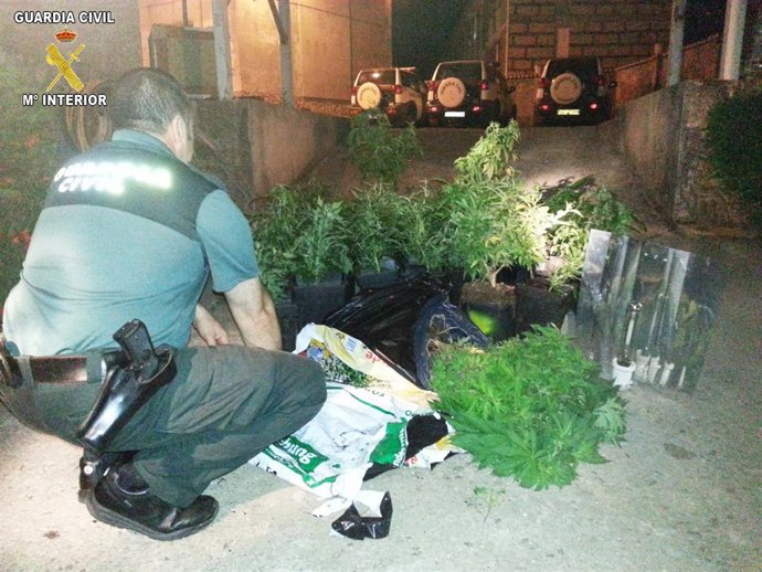 Marihuana intervenida en Vilagarcía (Pontevedra)
