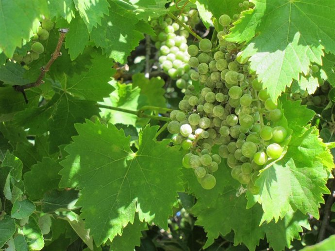 Uva, Racimo, Vendimia, Fruta