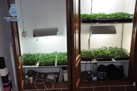 La Policía Nacional desmantela 3 invernaderos de marihuana y detiene a 6 personas de la misma familia