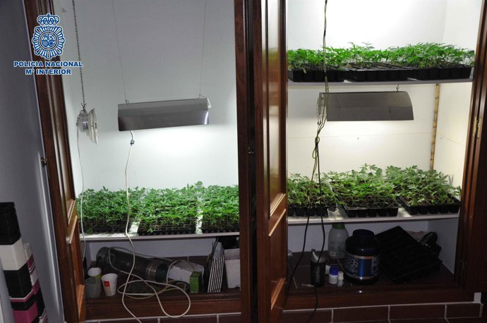 Invernadero de marihuana 