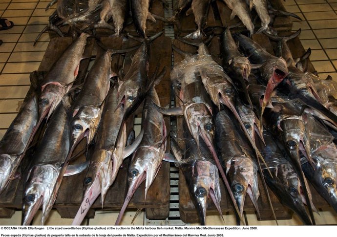 Ejemplares De Pez Espada Del Mediterráneo Pequeños En Una Lonja De Malta