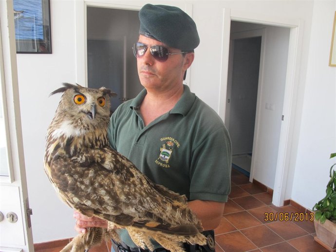 Recuperan con síntomas de deshidratación un búho real en Beas. 