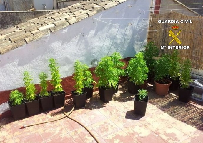 Plantas de marihuana decomisadas en Capdepera 