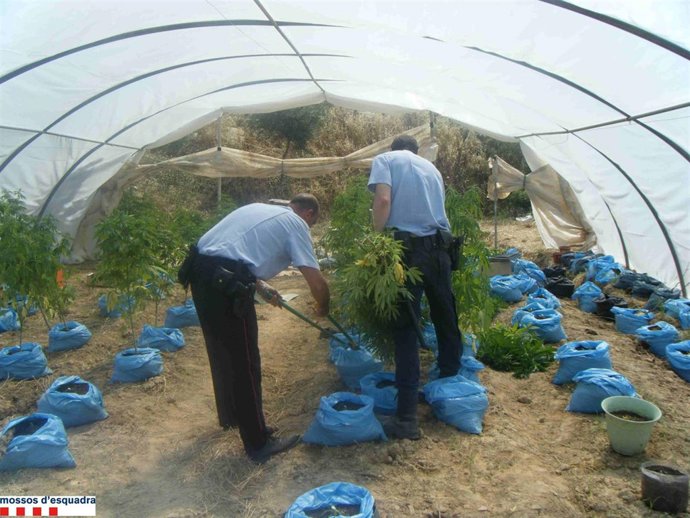 Invernadero con plantas de marihuana en Gandesa