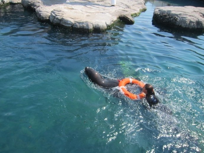 El Oceanográfico de Valencia entrena leones marinos para el rescate de personas Entrenamiento de leones marinos para rescate de personas en el mar.