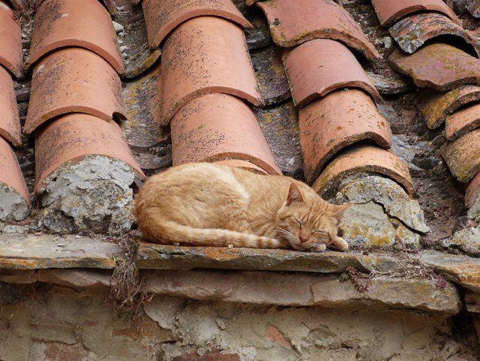 Gato, animal doméstico, animal abandonado