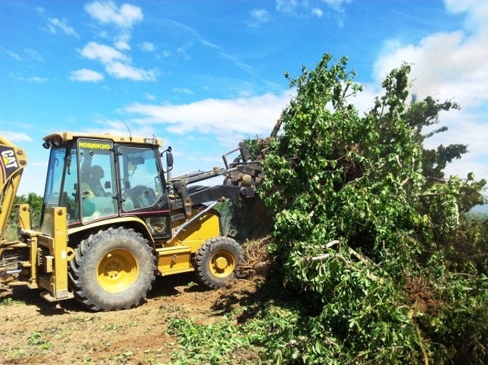 Agricultura arranca árboles afectados por fuego bacteriano