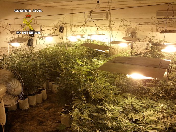 Plantación de marihuana en un almacén