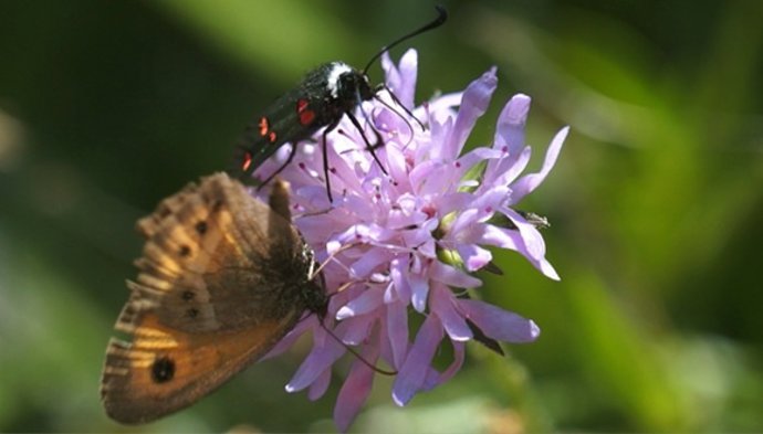 Una mariposa intearctúa con una flor
