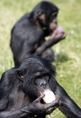 Bonobo, un tipo de chimpancé