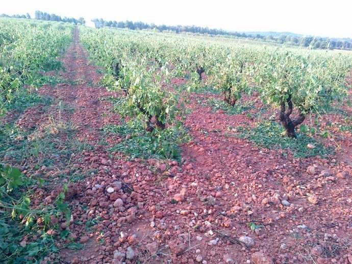 Viña afectada en Venta del Moro