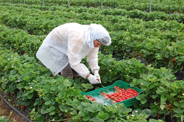 Una trabajadora recoge fresa en una producción en Huelva