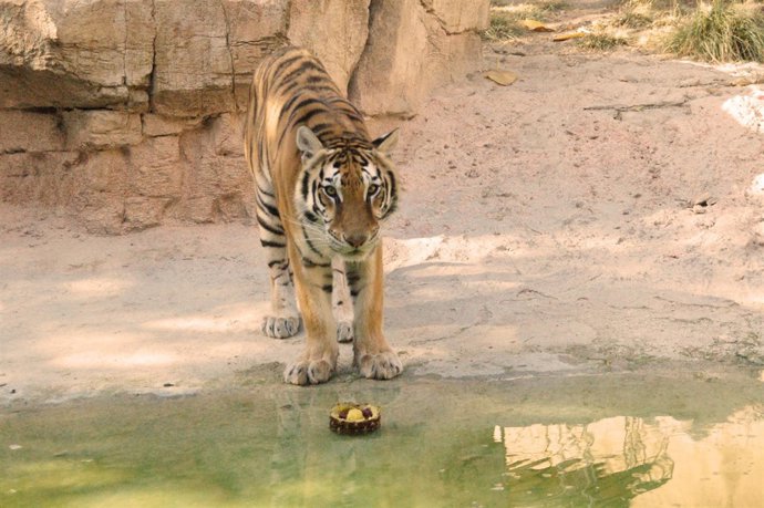 Terra Natura alimenta con helados a los tigres en verano