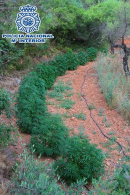Plantación de marihuana en Algerri