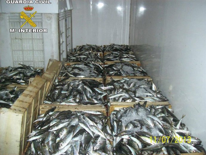Intervenidos 255 kilos de jureles inmaduros
