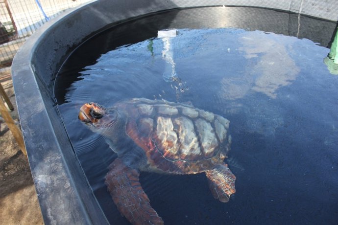 Guardería de tortugas boba