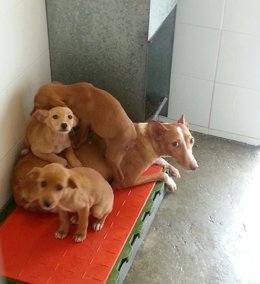Perros en el Centro Zoosanitario Municipal de Málaga