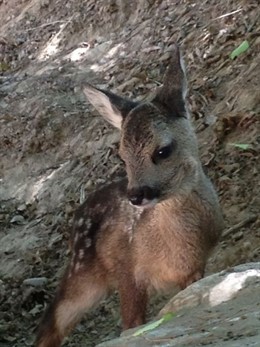 Ejemplar de Corzo Morisco