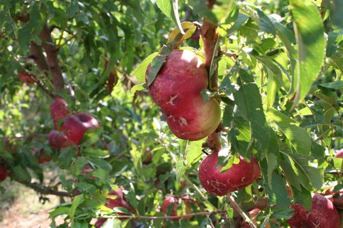 Fruta afectada por el granizo en Alcarràs (Lleida)