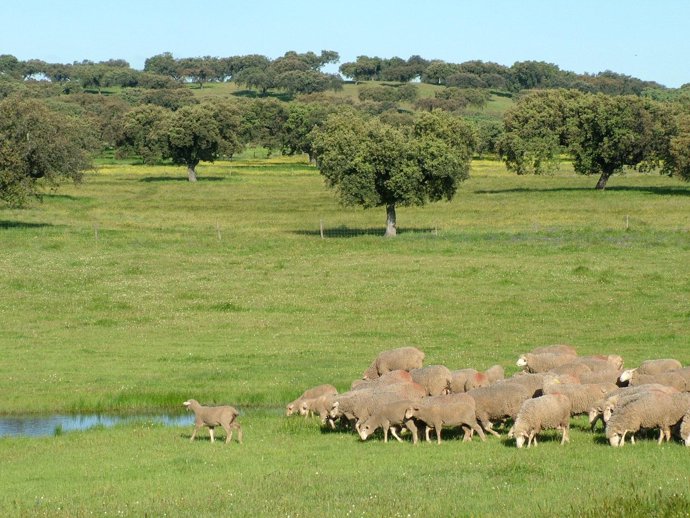 IGP Cordero de Extremadura Corderex
