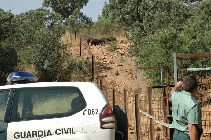 'Cercón-Trampa' Hallado Por La Guardia Civil En Zamora.