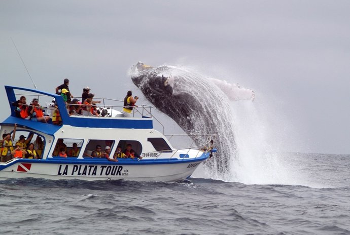Avistamiento de Ballenas