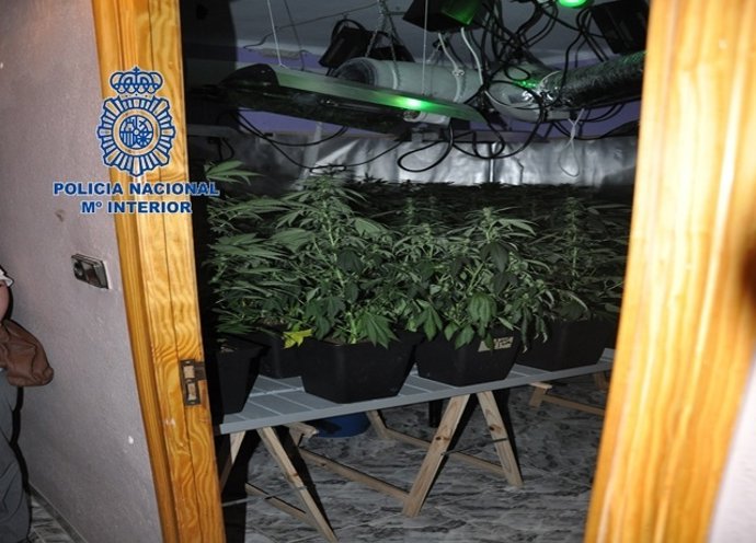 PLANTAS DE MARIHUANA LOCALIZADAS EN TORRENT